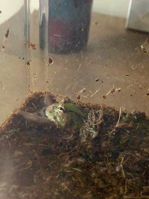 Happy frog in his new home!