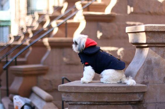 Instagram Famous Dog - @MaarshmallowPup09 was seen  wearing Canine Styles I love New York Hoodie and CS Navy Toggle dog coat!