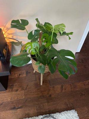 Beautiful Monstera purchased at Dirty Girl!! Excellent condition and keeps sprouting new leaves weekly!!!!