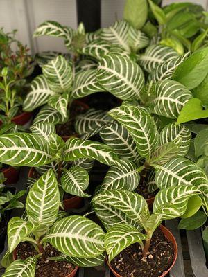 Zebra plant