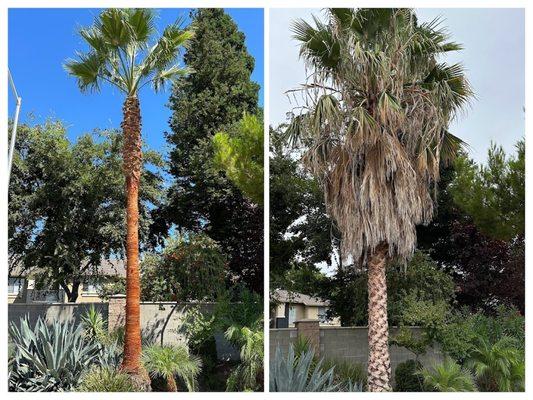 trim and skin tall  palm tree in our yard