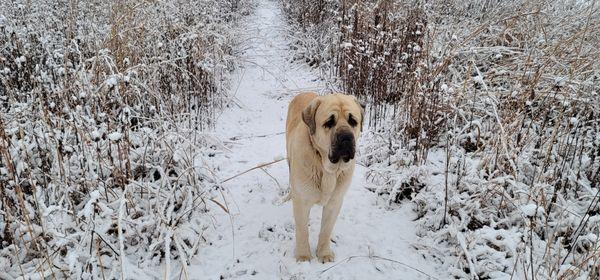 Gus, the livestock guardian dog