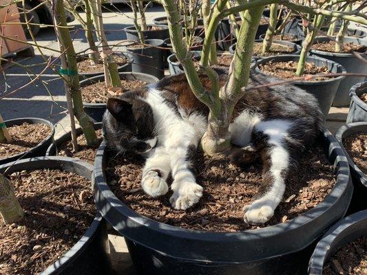 Cookie's favorite Japanese maple is 'Grandma Ghost'.