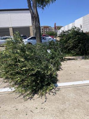 Front of store after this morning's storm. Glad no one was hurt and I was still able to do business.