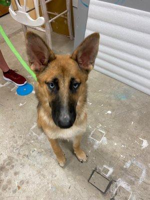 German Shepherd mix at training class