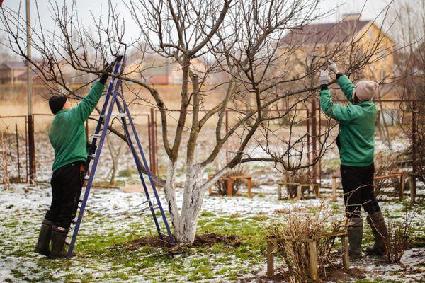 Pruning fruit trees during the winter season is the best time.