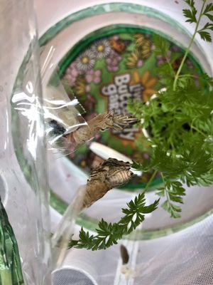 Butterfly Garden - two hatched from their cocoons today