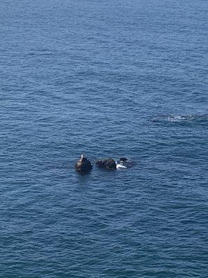 Sea lions