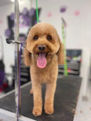 San Clemente Grooming & Pet Spa