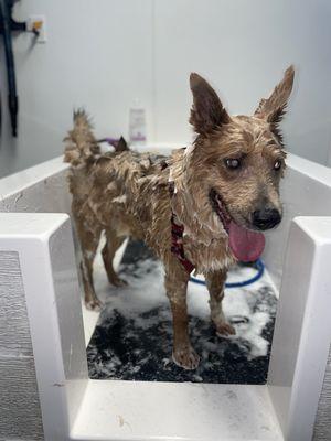 Samson getting a bath