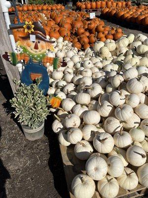 Sooo many pumpkins!