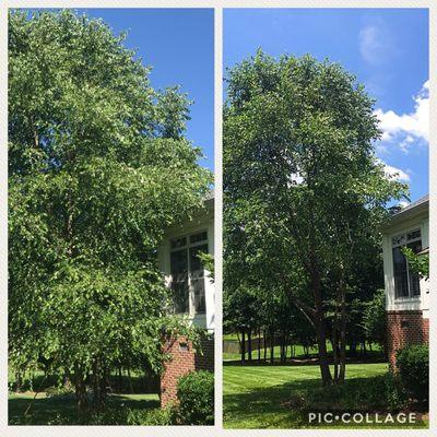 Before and after of a river birch (Betula nigra)