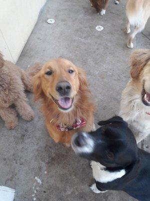 Our golden is always smiling in every Dog House picture!