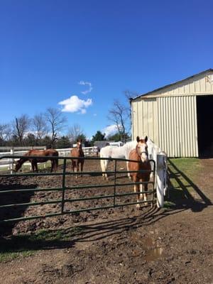 Some of my lesson horses today hanging out. They have been out 5 hours , and are lining up to come in. Pick me , says Red !!