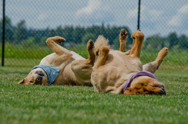 Rolling, chasing, playing. Canine guests of our rural resort for dogs do a lot of this.