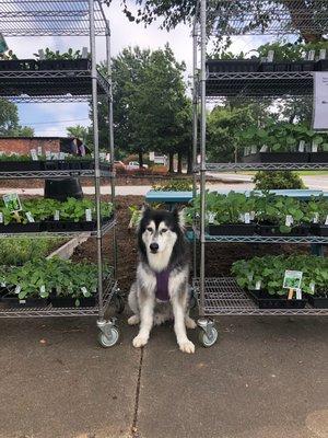 Dante, Shop Pup Extraordinaire!