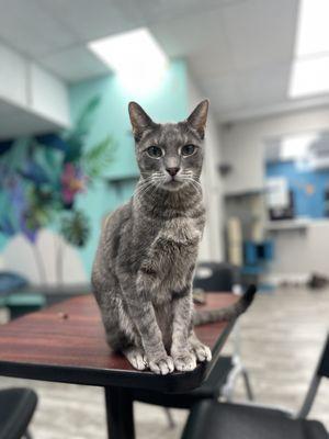 Buddy a Gorgeous nine-year-old surrender To the Humane Society that has fortunately already found a home due to the Hawaii cat Café.