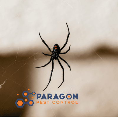 Are unwanted spiders taking up shop in your house? Choose Paragon Pest Control for effective spider control and reclaim your space today!