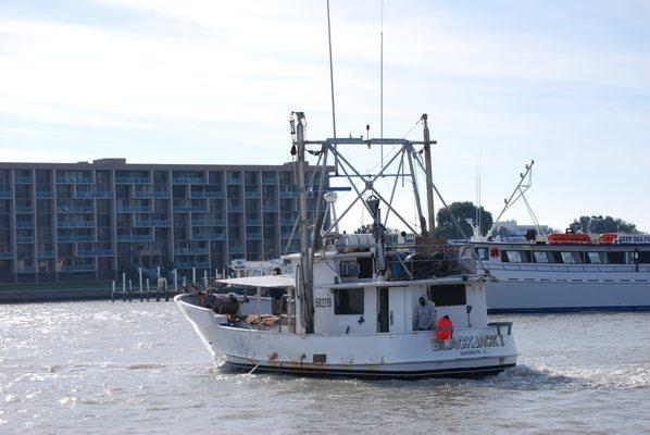 Wild Seafood Market at Don's Dock