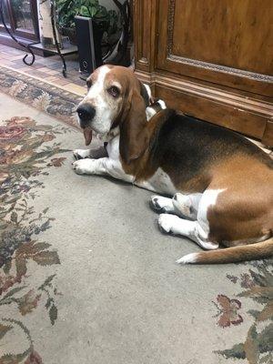 Gibbs the Bassett Hound