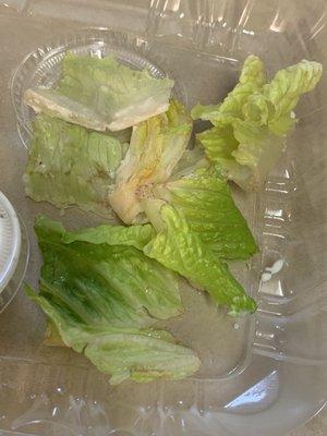 Rotten lettuce