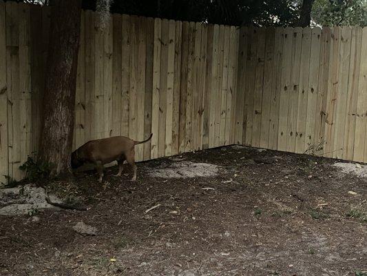 The reason I needed a safe and secure fence checking out the finished product.