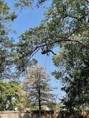 Aspect Tree Care