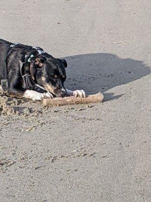 A dog's day at the beach