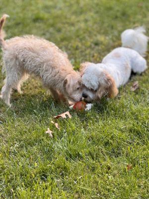 Molly on the left Finn on Right 
 Playing with a ball