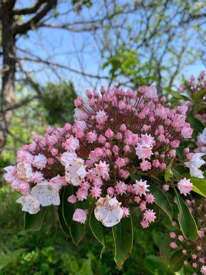 Wildflower at Pilot Mountain State Park