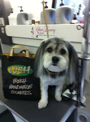 Reba the Havanese after her day at the spa, thank you to Reba and her mom Lynne for the nice gift!