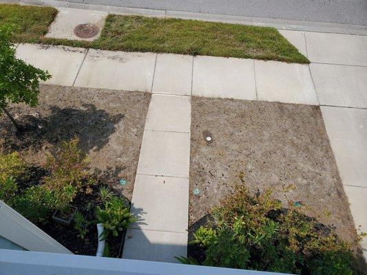 Front lawn after Remington damaged lawn