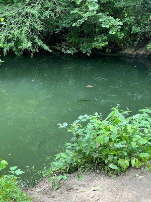 Bass and turtles on the creek inlet from the Colorado River!