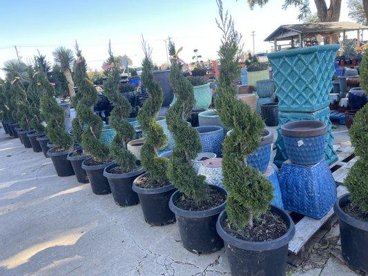 Spiral Juniper plants