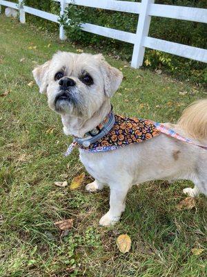 Peyton after his Halloween groom!