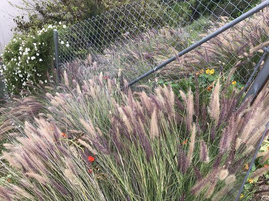 More overgrown yard touching neighbors fences