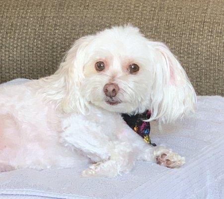 My dog, Dylan, after his "spa" day.