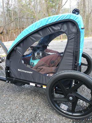 Our dog loves her buggy rides at the nature park.