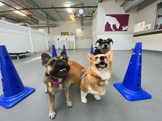 Our exclusive daily enrichment program, All Day Play Plus, features unique activities that your dog will love.