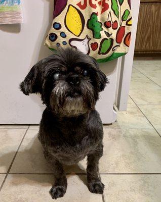 Harry after his first professional grooming at 15.