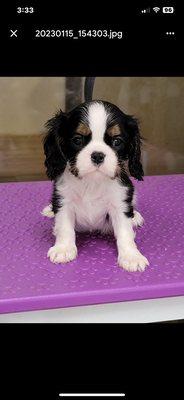 Ace at Mission Animal Hospital for his wellness exam. He's 11 weeks old!