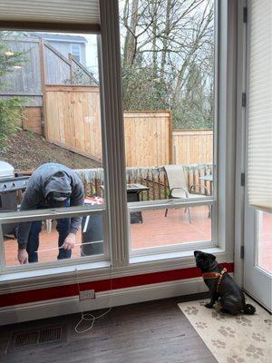 Finished Installation of window! And my pug, supervising the completion.