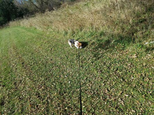 Roxy did a thorough perimeter check