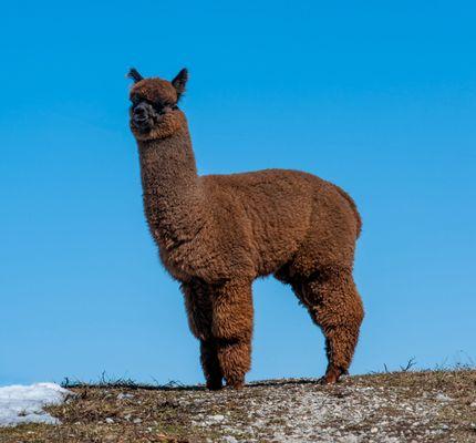 Black Irish Texas's Fota Island
 Avalon's Jacob Black grandson