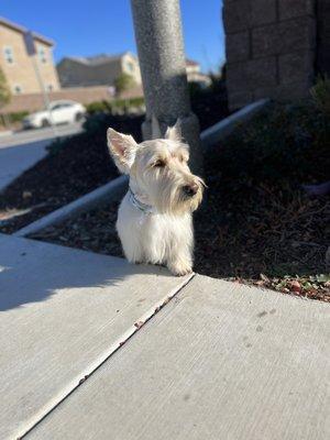 One of my Scottie's