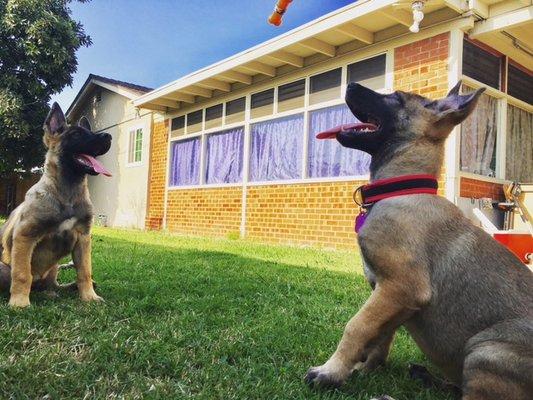 Odin and Willow playing. October 2017