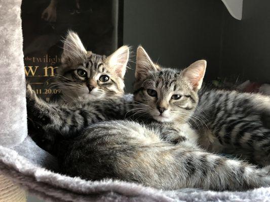 Jazzie and Poppie hanging out in their new cat tree.