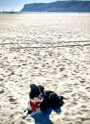 Peppa enjoying the warm sand @ Breakers Beach, Coronado, CA.