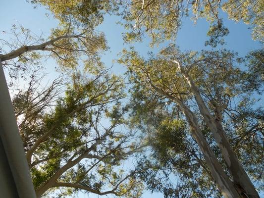 A view looking up at the very tall trees in my space