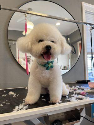 Bichon Frise